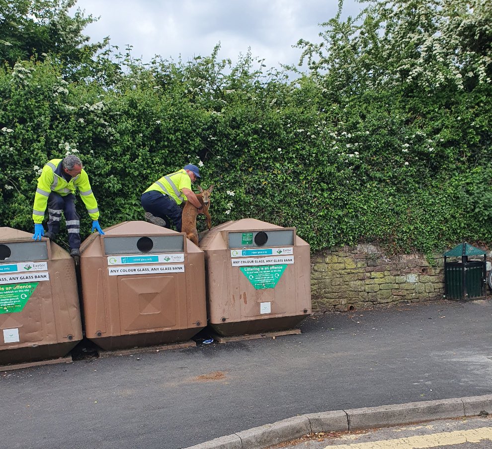 Binmen rescue deer from bottle bank The Exeter Daily